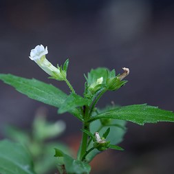 Gratiola (hedge-hyssop)